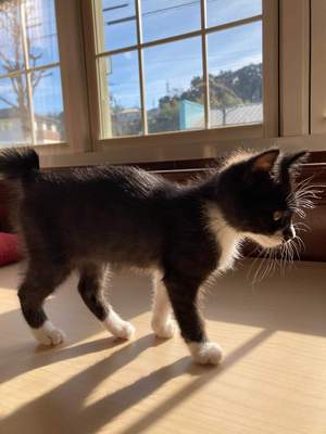 新しい飼い主さんを探す会inひまわり 新しい飼い主さんを探す会inひまわり