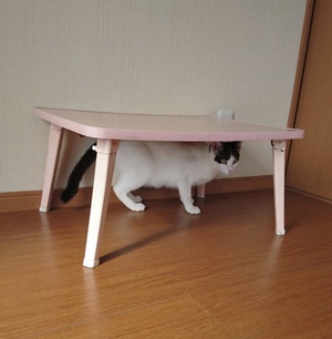 新しい飼い主さんを探す会inココロイロ 新しい飼い主さんを探す会inココロイロ
