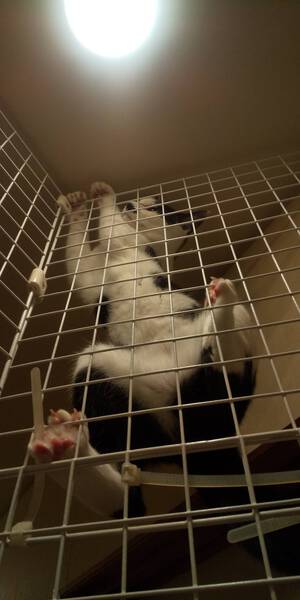 新しい飼い主さんを探す会inCカフェ 新しい飼い主さんを探す会inCカフェ