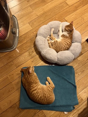 新春 新しい飼い主さんを探す会inひまわり 新春 新しい飼い主さんを探す会inひまわり