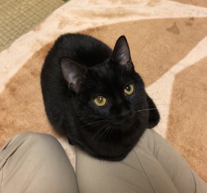 新しい飼い主さんを探す会inココロイロ 新しい飼い主さんを探す会inココロイロ