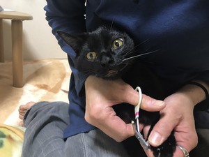 新しい飼い主さんを探す会inひまわり 新しい飼い主さんを探す会inひまわり