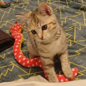 新しい飼い主さんを探す会inココロイロ 新しい飼い主さんを探す会inココロイロ