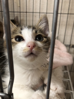 新しい飼い主さんを探す会inココロイロ 新しい飼い主さんを探す会inココロイロ