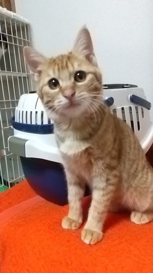 新しい飼い主さんを探す会inCカフェ 新しい飼い主さんを探す会inCカフェ