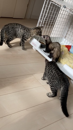 新しい飼い主さんを探す会inひまわり 新しい飼い主さんを探す会inひまわり