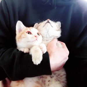 新しい飼い主さんを探す会inココロイロ 新しい飼い主さんを探す会inココロイロ