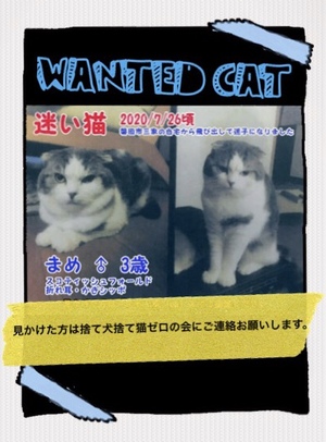 お外に飛び出した飼い猫さんSOS お外に飛び出した飼い猫さんSOS