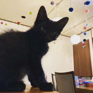 新しい飼い主さんを探す会inCカフェ 新しい飼い主さんを探す会inCカフェ