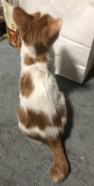 新しい飼い主さんを探す会i n ココロイロ 新しい飼い主さんを探す会i n ココロイロ