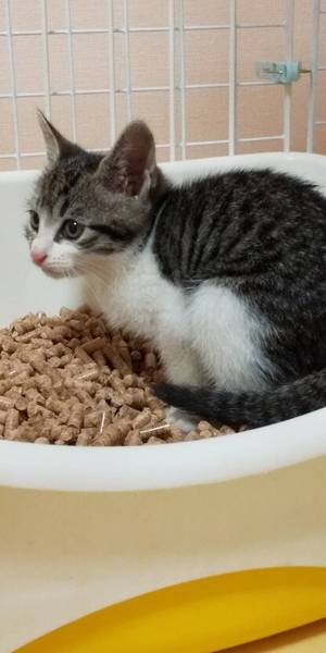 新しい飼い主さんを探す会inひまわり 新しい飼い主さんを探す会inひまわり