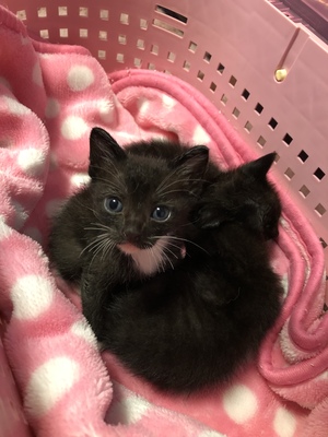 臨時の開催です。新しい飼い主さんを探す会inココロイロ 臨時の開催です。新しい飼い主さんを探す会inココロイロ