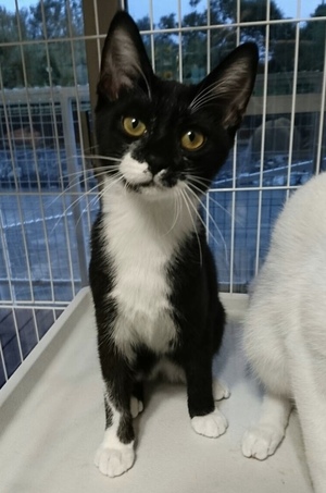 新しい飼い主さんを探す会inひまわり 新しい飼い主さんを探す会inひまわり