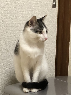 新しい飼い主さんを探す会inひまわり 新しい飼い主さんを探す会inひまわり