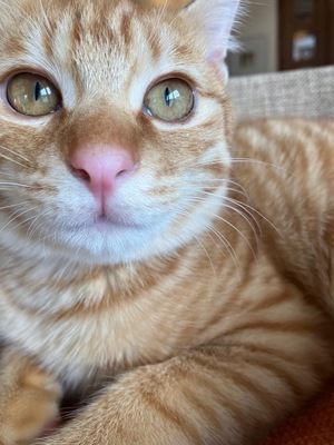新春 新しい飼い主さんを探す会inひまわり 新春 新しい飼い主さんを探す会inひまわり