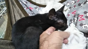 新しい飼い主さんを探す会inココロイロ 新しい飼い主さんを探す会inココロイロ
