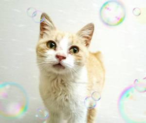 新しい飼い主さんを探す会inココロイロ 新しい飼い主さんを探す会inココロイロ