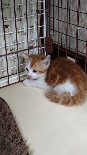 新しい飼い主さんを探す会inCカフェ 新しい飼い主さんを探す会inCカフェ