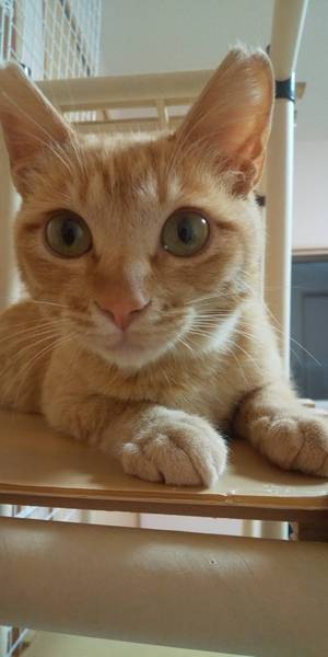 新しい飼い主さんを探す会inひまわり 新しい飼い主さんを探す会inひまわり