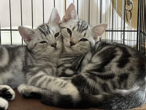 新しい飼い主さんを探す会inCカフェ 新しい飼い主さんを探す会inCカフェ