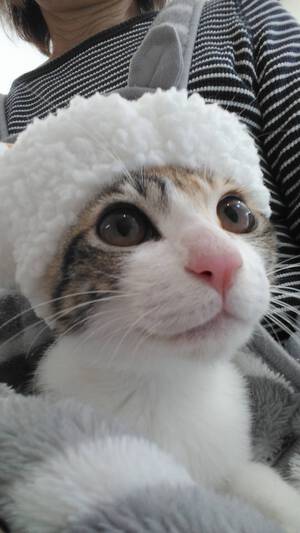 新しい飼い主さんを探す会inCカフェ 新しい飼い主さんを探す会inCカフェ