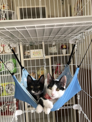 新しい飼い主さんを探す会inココロイロ 新しい飼い主さんを探す会inココロイロ