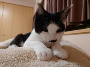 新しい飼い主さんを探す会inCカフェ 新しい飼い主さんを探す会inCカフェ