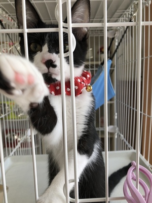 臨時の開催です。新しい飼い主さんを探す会inココロイロ 臨時の開催です。新しい飼い主さんを探す会inココロイロ