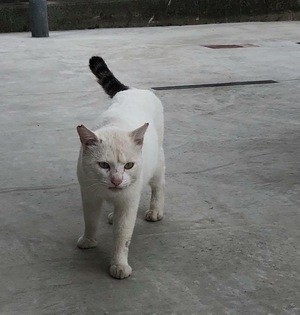白ちゃんのこと 白ちゃんのこと