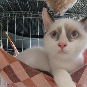 新しい飼い主さんを探す会inひまわり 新しい飼い主さんを探す会inひまわり