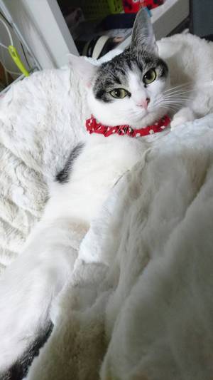猫犬の新しい飼い主さんを探す会inひまわり 猫犬の新しい飼い主さんを探す会inひまわり