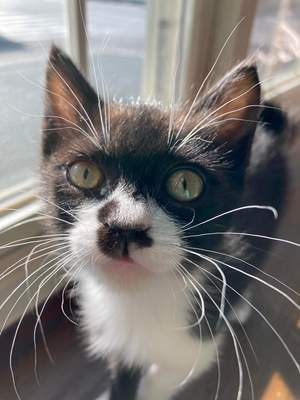 新しい飼い主さんを探す会inひまわり 新しい飼い主さんを探す会inひまわり