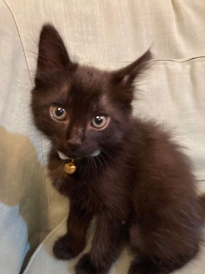 新しい飼い主さんを探す会inCカフェ 新しい飼い主さんを探す会inCカフェ