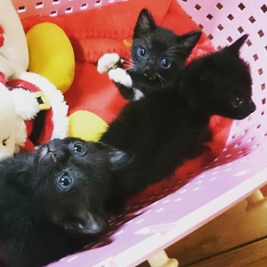 臨時の開催です。新しい飼い主さんを探す会inココロイロ 臨時の開催です。新しい飼い主さんを探す会inココロイロ
