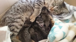 新しい飼い主さんを探す会inココロイロ 新しい飼い主さんを探す会inココロイロ