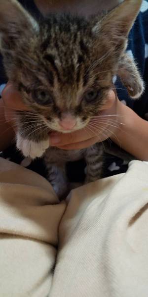 新しい飼い主さんを探す会inひまわり 新しい飼い主さんを探す会inひまわり