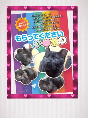 新しい飼い主さんを探す会inひまわり 新しい飼い主さんを探す会inひまわり