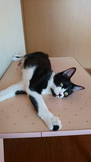 新しい飼い主さんを探す会inココロイロ 新しい飼い主さんを探す会inココロイロ