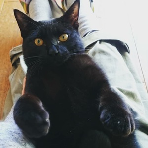 猫犬の新しい飼い主さんを探す会inひまわり 猫犬の新しい飼い主さんを探す会inひまわり