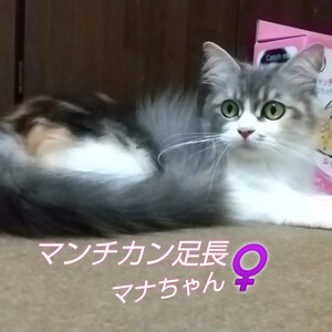 新しい飼い主さんを探す会inCカフェ 新しい飼い主さんを探す会inCカフェ