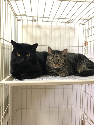 新しい飼い主さんを探す会inココロイロ 新しい飼い主さんを探す会inココロイロ
