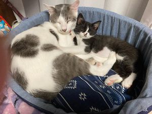 新しい飼い主さんを探す会inCカフェ 新しい飼い主さんを探す会inCカフェ