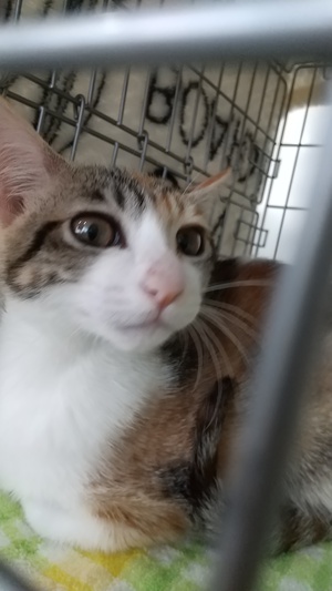 新しい飼い主さんを探す会inひまわり 新しい飼い主さんを探す会inひまわり