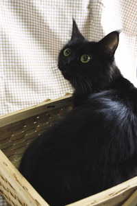 行き場のない猫№1