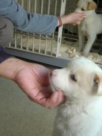 新しい飼い主さんを探す会&動物相談会