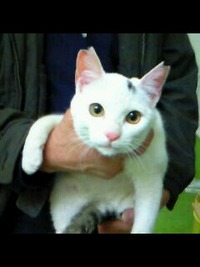 新しい飼い主さんを探す会&困っていませんか?相談会