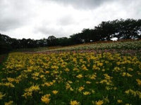 可睡ゆり園 2013/06/17 11:16:21