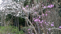 スミレの花 2016/04/02 01:45:23
