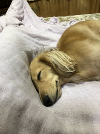 犬も寒さ対策 2022/12/19 17:29:31