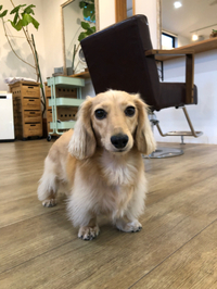 愛犬もなかも2歳 2022/06/17 18:56:48